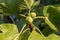 Ripening figs hanging on a branch