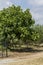 Ripening figs hanging on a tree