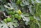 Ripening Figs ith Fig Leaves on Branch