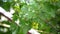 Ripening fruits, black currant