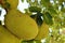 Ripening fruits jackfruit