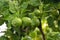 Ripening fruits lemon tree close up. Fresh green lemon limes with water drops hanging on tree branch in organic garden