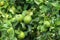 Ripening fruits lemon tree close up. Fresh green lemon limes with water drops hanging on tree branch in organic garden