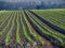 Ripening garlic field