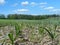 Ripening garlic field