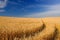 Ripening Golden Ears of Wheat in the Field Under Blue Sky