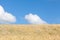 Ripening golden summer wheat field skyline view with blue sky an