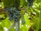 Ripening grape clusters on the vine