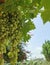 Ripening grape wine hanging on branches on metal grid