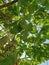 Ripening grape wine hanging on branches on metal grid