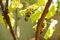 Ripening grapes growing in the sunny summer garden