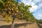 Ripening grapes hanging on the vine