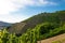 Ripening grapes on a vine plantation on a beautiful hot, sunny, summer day in western Germany.