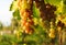 Ripening Grapes In Vineyard
