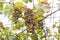 Ripening grapes of wine on branches on metal grid