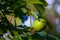 Ripening green walnuts grow on a tree.