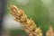 Ripening greenish-yellow ears of wheat