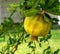 Ripening growing pomegranate on tree