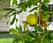 Ripening growing pomegranate on tree