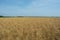 Ripening harvest of high-yielding against a clear sunny sky