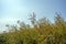 Ripening harvest of high-yielding against a clear sunny sky