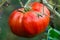 Ripening harvest of red tomatoes in the greenhouse