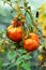 Ripening harvest of red tomatoes in the greenhouse