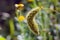 Ripening head of a millet plant heavy from the weight