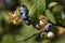 Ripening highbush blueberries in a New Hampshire bog.