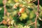 Ripening Huckleberry Profile Closeup