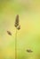 Ripening Inflorescence of Dactylis glomerata Grass