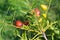 Ripening jujube fruits