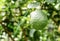 Ripening lemons on the lemon tree in tropical climate