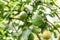 Ripening lemons on the lemon tree in tropical climate