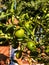 Ripening lemons on the tree