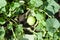 Ripening little melon on a bush in the garden