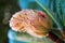 Ripening Magnolia Seed Pod