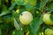 Ripening Malus domestica `White transparent` apples