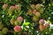 Ripening mangoes on tree