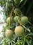 Ripening mangoes on tree