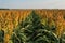 Ripening Milo (Sorghum) Field