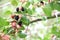 ripening mulberry berries. Mulberry, nature background