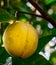 Ripening nutmeg fruit in its tree