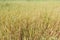 Ripening oat or Avena sativa ranch field floral background