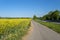 Ripening oilseed rape in a field in western Germany, dirt road visible, blue sky in the background, natural light.