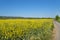 Ripening oilseed rape in a field in western Germany, dirt road visible, blue sky in the background, natural light.