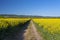 Ripening oilseed rape in a field in western Germany, dirt road visible, blue sky in the background, natural light.