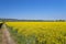 Ripening oilseed rape in a field in western Germany, dirt road visible, blue sky in the background, natural light.