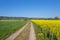 Ripening oilseed rape in a field in western Germany, dirt road visible, blue sky in the background, natural light.