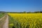 Ripening oilseed rape in a field in western Germany, dirt road visible, blue sky in the background, natural light.